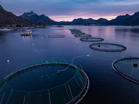Aerial view of a salmon farm in a fjord surrounded by mountains in Lofoten Nordland Norway. Aerial view of a salmon farm in a fjord surrounded by mountains in Lofoten Nordland Norway.