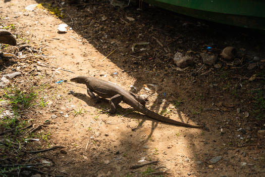 View of a large monitor lizard crawling across dry sandy ground with debris and patches of grass in Sri Lanka. View of a large monitor lizard crawling across dry sandy ground with debris and patches of grass in Sri Lanka.