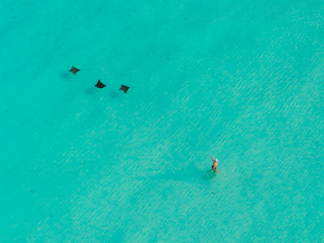 Aerial view of three eagle rays glide through the turquoise waters near a person Dhidhdhoo Thiladhunmathi Atoll Maldives.