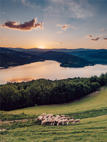 Aerial view of Akumulaciono Jezero Butoniga with a flock of sheep grazing on a green hillside at sunset surrounded by lush forests and rolling hills in Istria County Croatia.