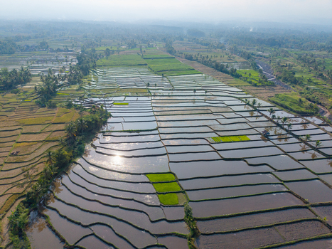 Aerial view of lush green rice terraces reflecting the sunlight in the flooded paddies with surrounding palm trees and rural landscape in Candipuro East Java Indonesia.