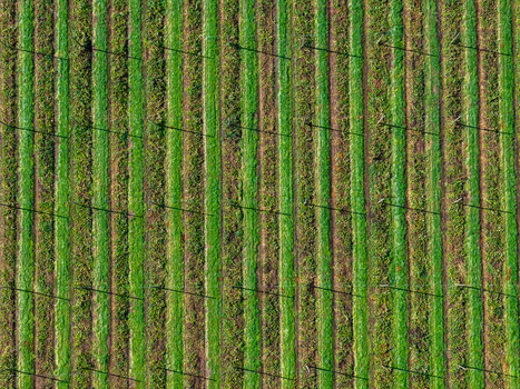 Aerial view of a hop farm with lush green rows of plants and support trellises in Woodburn Oregon United States.