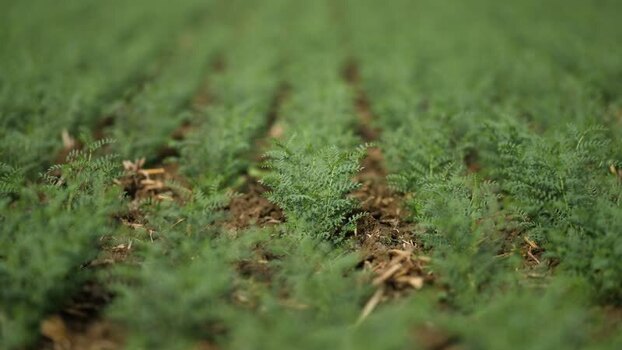 View of young green chickpea plants in a field India. View of young green chickpea plants in a field India.