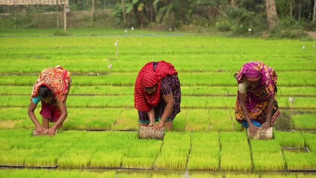 View of women working in a rice paddy field Bangladesh. View of women working in a rice paddy field Bangladesh.