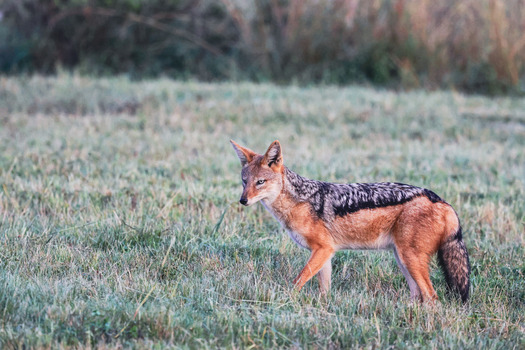 View of a black backed jackal walking through a grassy field in the soft morning light at Welgevonden Game Reserve Waterberg District Municipality Limpopo South Africa.