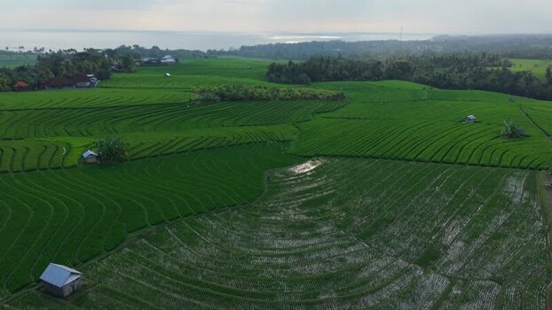 Aerial view of Soka rice fields in Selemadeg Indonesia.