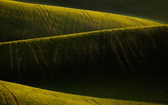View of rolling green hills with tractor tracks under soft golden light in Cejkovice South Moravian Region Czechia. View of rolling green hills with tractor tracks under soft golden light in Cejkovice South Moravian Region Czechia.
