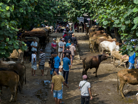 Kecamatan Prambanan Indonesia 04 May 2026 Aerial view of Animal Market Prambanan with people and cattle under green trees.
