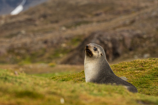 View of a fur seal resting on the grassy slopes of Saint Andrew s Bay South Georgia and the South Sandwich Islands.