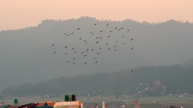 View of a flock of birds flying over a valley Nepal.