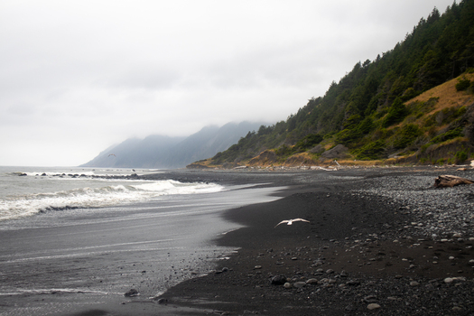 View of the rugged black sand beach at the Lost Coast with waves crashing on the shore and seagulls flying under a misty overcast sky Humboldt County California United States.