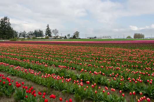 View of vibrant red and purple tulip fields stretching across the landscape under a cloudy sky in La Conner Washington United States.