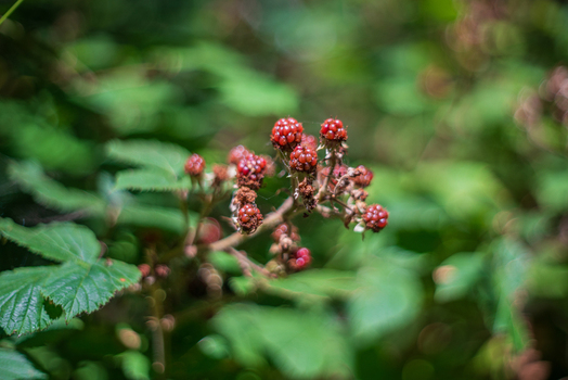 View of wild blackberries growing on a leafy branch in a natural setting in Lansallos England United Kingdom. View of wild blackberries growing on a leafy branch in a natural setting in Lansallos England United Kingdom.