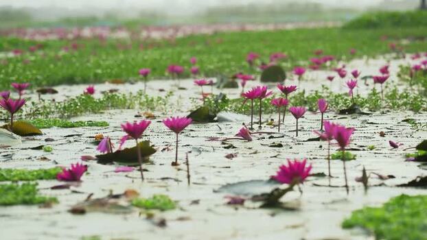 View of pink water lilies blooming in a pond Bangladesh. View of pink water lilies blooming in a pond Bangladesh.