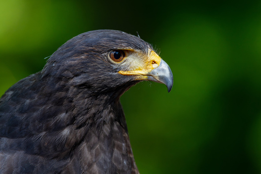 View of a majestic bird of prey with dark plumage and a sharp yellow beak against a blurred green background in Selestat Grand Est France.