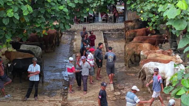 Aerial view of cattle at Animal Market Prambanan Indonesia. Aerial view of cattle at Animal Market Prambanan Indonesia.