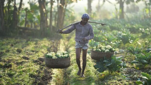 View of a farmer carrying cauliflower baskets in Bogura Bangladesh. View of a farmer carrying cauliflower baskets in Bogura Bangladesh.