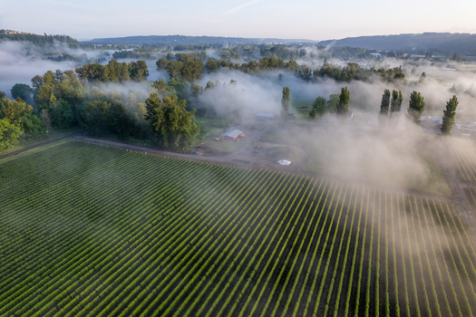 Aerial view of green agricultural fields with rows of crops and thick morning mist rolling over trees and a farm building in Alderton Washington United States. Aerial view of green agricultural fields with rows of crops and thick morning mist rolling over trees and a farm building in Alderton Washington United States.