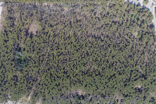Aerial view of a dense pine forest canopy with long shadows cast across the green treetops near the coast in Paestum Campania Italy.
