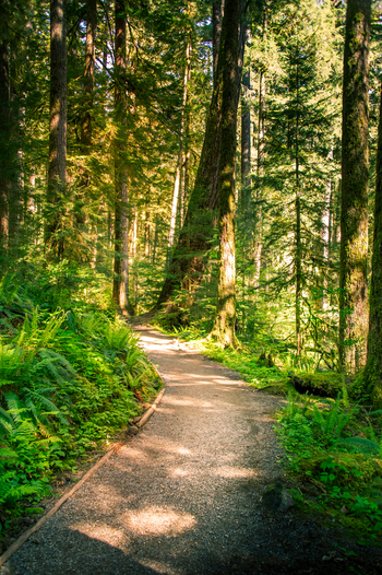 View of a serene hiking trail winding through the lush mossy forest of Olympic National Park in Port Angeles Washington United States.