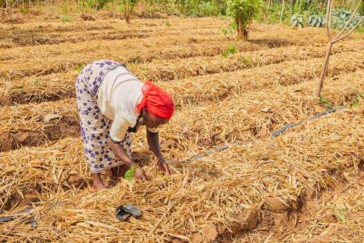 Kundu Federal Capital Territory Nigeria 19 September 2026 View of a woman working in the SCL Agroindustrial Farm tending to crops in a field covered with dry mulch. Kundu Federal Capital Territory Nigeria 19 September 2026 View of a woman working in the SCL Agroindustrial Farm tending to crops in a field covered with dry mulch.