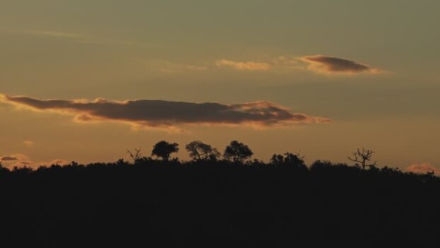 View of tree silhouettes at sunset in Kruger National Park South Africa.