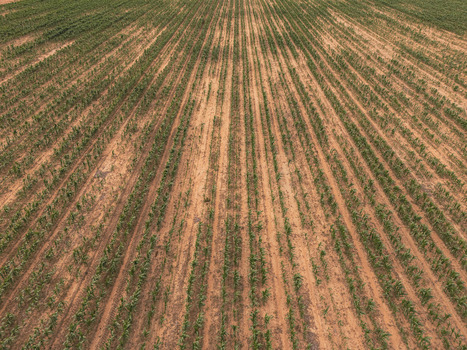 Aerial view of young green crops growing in parallel rows on reddish brown soil in a vast agricultural field Bloemfontein Free State South Africa.