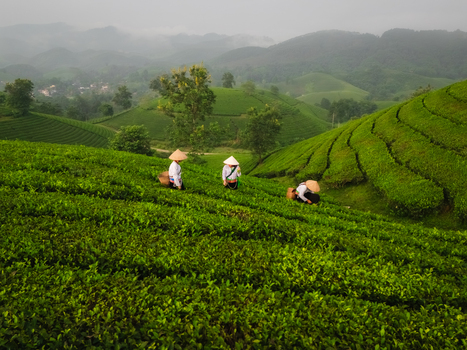 Aerial view of Long Coc Tea Hill with tea pickers wearing conical hats working in the lush green tea plantations under a misty sky in Long Coc Phu Tho Vietnam.