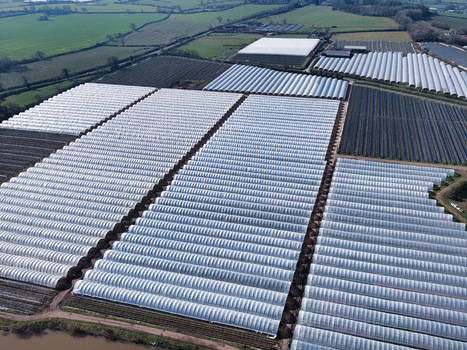 Aerial view of vast greenhouses stretching across the landscape creating a geometric tapestry of white and green Stafford England United Kingdom. Aerial view of vast greenhouses stretching across the landscape creating a geometric tapestry of white and green Stafford England United Kingdom.