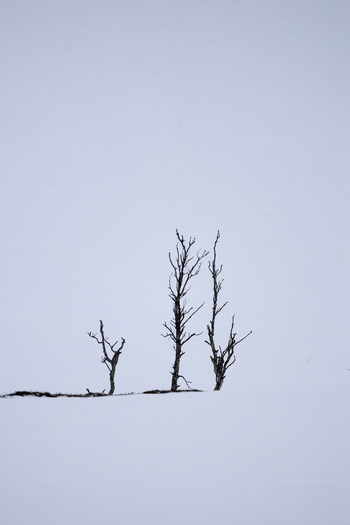 View of three bare trees standing in a vast snow covered field under a pale overcast sky Kvaloya Troms Norway.