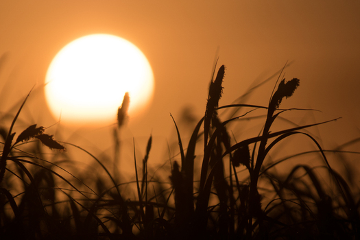 View of silhouetted grass and reeds against a large glowing sun in a golden orange sky at sunset in Debrzno Pomeranian Voivodeship Poland.