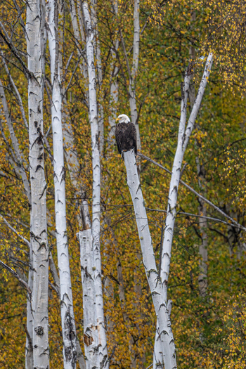 View of a bald eagle perched on a white birch tree trunk surrounded by autumn foliage in the Creamer s Field Migratory Waterfowl Refuge Fairbanks Alaska United States.