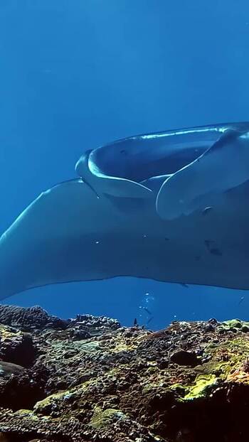 View of a manta ray swimming over a coral reef in Bali Indonesia. View of a manta ray swimming over a coral reef in Bali Indonesia.