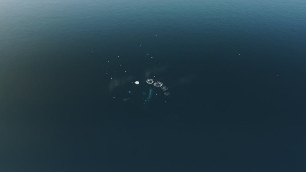 Aerial view of whales bubble net feeding in the ocean Greenland. Aerial view of whales bubble net feeding in the ocean Greenland.