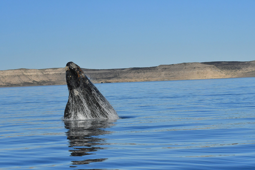 View of a southern right whale breaching the calm blue water surface near the arid coastline of Puerto Piramides Puerto Madryn Chubut Argentina. View of a southern right whale breaching the calm blue water surface near the arid coastline of Puerto Piramides Puerto Madryn Chubut Argentina.