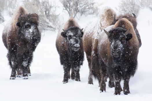 View of a group of American bison standing in deep snow during a winter storm in Yellowstone National Park United States.