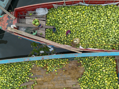 Dhaka Bangladesh 04 April 2026 Aerial view of boats filled to the brim with vibrant green mangoes creating a textured mosaic against the dark water bustling with activity. Dhaka Bangladesh 04 April 2026 Aerial view of boats filled to the brim with vibrant green mangoes creating a textured mosaic against the dark water bustling with activity.