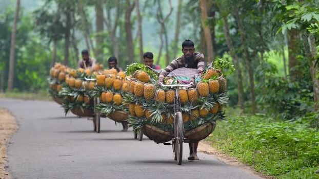 View of men transporting pineapples on bicycles Bangladesh. View of men transporting pineapples on bicycles Bangladesh.
