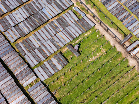 Aerial view of a worker tending to rows of drying noodles on racks in a field with green grass in Polanharjo Central Java Indonesia.