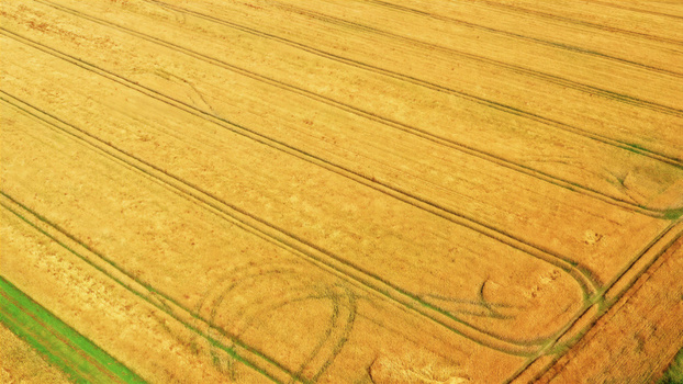 Aerial view of a golden wheat field with visible tractor tracks and patterns in the crops in Latvija. Aerial view of a golden wheat field with visible tractor tracks and patterns in the crops in Latvija.