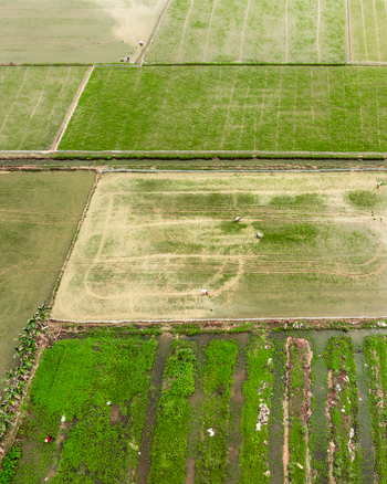 Aerial view of rice paddies with farmers working in the fields and irrigation channels in Vietnam. Aerial view of rice paddies with farmers working in the fields and irrigation channels in Vietnam.
