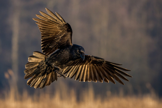 View of a common raven in flight with wings spread wide against a soft focus natural background in Debrzno Pomeranian Voivodeship Poland. View of a common raven in flight with wings spread wide against a soft focus natural background in Debrzno Pomeranian Voivodeship Poland.