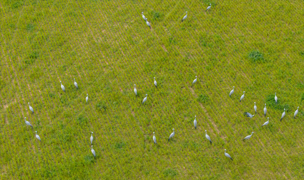 Aerial view of a flock of blue cranes foraging in a lush green agricultural field in Greyton Western Cape South Africa.