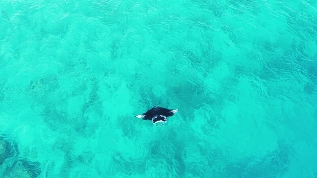 Aerial view of a manta ray swimming in turquoise water Maldives. Aerial view of a manta ray swimming in turquoise water Maldives.