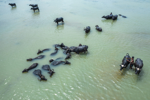 Bogura Bangladesh 29 May 2019 Aerial view of water buffaloes wading in a river with a man bathing one of the animals in the murky water. Bogura Bangladesh 29 May 2019 Aerial view of water buffaloes wading in a river with a man bathing one of the animals in the murky water.