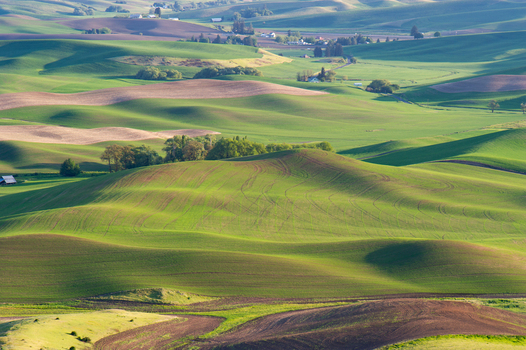 View of the rolling green hills of the Palouse region with agricultural fields and gentle slopes in Whitman County Washington United States.