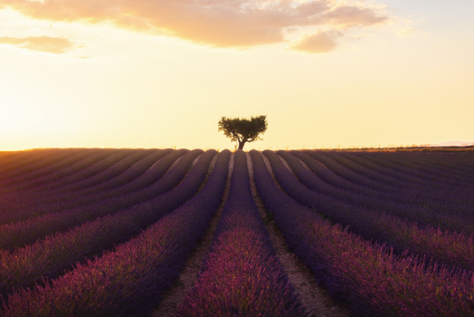 View of the Lavandes Angelvin lavender field with a lone tree under a warm sunset sky in Valensole Provence Alpes Cote d Azur France. View of the Lavandes Angelvin lavender field with a lone tree under a warm sunset sky in Valensole Provence Alpes Cote d Azur France.