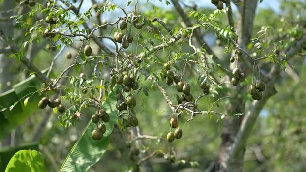 View of hog plums hanging from a tree in Bangladesh. View of hog plums hanging from a tree in Bangladesh.