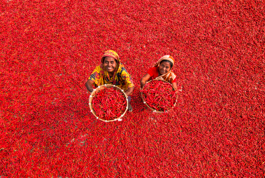 Bogura Bangladesh 13 March 2018 View of two women sitting in a field of drying red chili peppers while holding baskets and smiling. Bogura Bangladesh 13 March 2018 View of two women sitting in a field of drying red chili peppers while holding baskets and smiling.