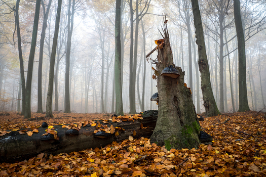 View of a decaying tree stump covered in bracket fungi amidst a misty autumn forest floor blanketed with fallen leaves in Debrzno Pomeranian Voivodeship Poland. View of a decaying tree stump covered in bracket fungi amidst a misty autumn forest floor blanketed with fallen leaves in Debrzno Pomeranian Voivodeship Poland.
